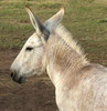 mule and friends