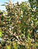 white gum tree blossoms