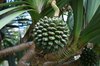 Screwpine tree with fruit