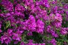 Bougainvillea
