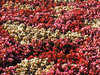 Flowerbed