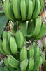 Green bananas