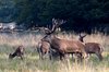 Deers