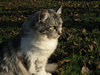 cat in autumn