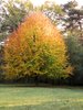 autumn tree