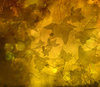 autumm leaves background