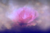 vignette rose