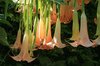 Angel's Trumpets