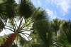Fan palms