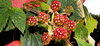 Blackberries