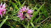 Bumble bee