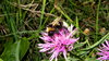 Bumble bee