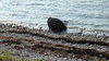 Shore of Omoe