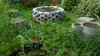 Overgrown garden