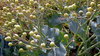 Sea Kale