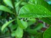 Raindrops
