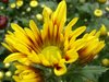 Flower 2