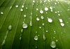 Dew Drops