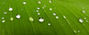 Dew Drops