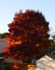 Autumn Trees
