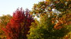 Autumn Trees