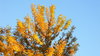 Autumn Trees
