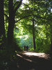 Forest walk