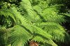 Fern