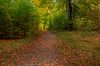 Autumn forest path - HDR