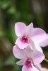 Orchids 2