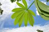 Leaf