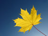 Autumn shades 1