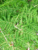 fine fern foliage