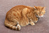 catty expressions
