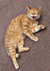 catty expressions