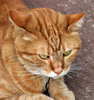 catty expressions