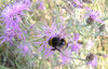 Bumblebee