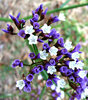 bright white & purple