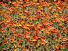 flaming daisies