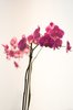 Pink Orchids