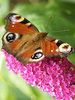 Butterfly.