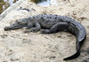 Crocodile
