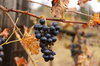 Wild grapes