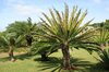 Cycad trees
