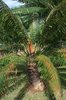 Cycad tree with cone