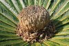 Cycad crown