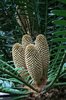 Cycad cones