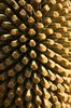 Cycad cone close-up