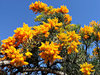 Australian Christmas tree