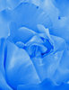 blue rose canvas